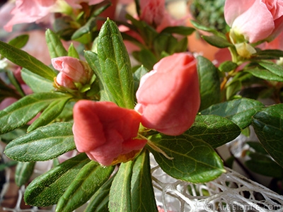 Pink color Azalea -Rhododendron- flower. <i>(Family: Ericaceae, Species: Rhododendron, Azalea)</i> <br>Photo Date: January 2011, Location: Turkey/Istanbul-Mother`s Flowers, By: Artislamic.com