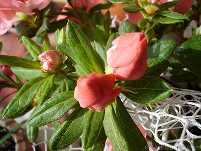 Pembe aelya iei resmi. <i>(Ailesi: Ericaceae, Tr: Rhododendron, Azalea)</i> <br>ekim Tarihi: Ocak 2011, Yer: stanbul-Annemin iekleri, Fotoraf: islamiSanat.net