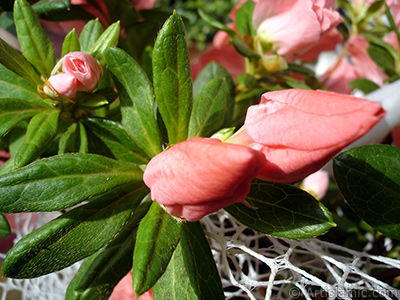 Pink color Azalea -Rhododendron- flower. <i>(Family: Ericaceae, Species: Rhododendron, Azalea)</i> <br>Photo Date: January 2011, Location: Turkey/Istanbul-Mother`s Flowers, By: Artislamic.com