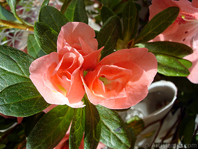 Pembe aelya iei resmi. <i>(Ailesi: Ericaceae, Tr: Rhododendron, Azalea)</i> <br>ekim Tarihi: Ocak 2011, Yer: stanbul-Annemin iekleri, Fotoraf: islamiSanat.net