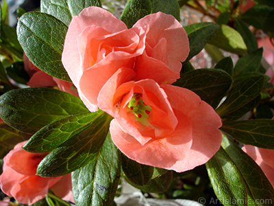 Pink color Azalea -Rhododendron- flower. <i>(Family: Ericaceae, Species: Rhododendron, Azalea)</i> <br>Photo Date: January 2011, Location: Turkey/Istanbul-Mother`s Flowers, By: Artislamic.com