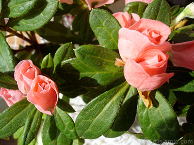 Pink color Azalea -Rhododendron- flower. <i>(Family: Ericaceae, Species: Rhododendron, Azalea)</i> <br>Photo Date: January 2011, Location: Turkey/Istanbul-Mother`s Flowers, By: Artislamic.com