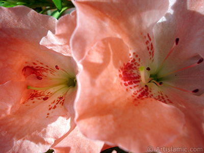 Pink color Azalea -Rhododendron- flower. <i>(Family: Ericaceae, Species: Rhododendron, Azalea)</i> <br>Photo Date: January 2011, Location: Turkey/Istanbul-Mother`s Flowers, By: Artislamic.com