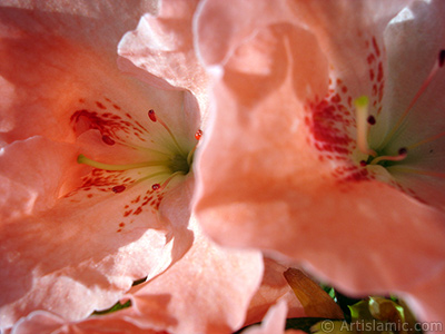 Pink color Azalea -Rhododendron- flower. <i>(Family: Ericaceae, Species: Rhododendron, Azalea)</i> <br>Photo Date: January 2011, Location: Turkey/Istanbul-Mother`s Flowers, By: Artislamic.com