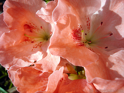 Pink color Azalea -Rhododendron- flower. <i>(Family: Ericaceae, Species: Rhododendron, Azalea)</i> <br>Photo Date: January 2011, Location: Turkey/Istanbul-Mother`s Flowers, By: Artislamic.com