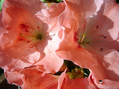 Pink color Azalea -Rhododendron- flower. <i>(Family: Ericaceae, Species: Rhododendron, Azalea)</i> <br>Photo Date: January 2011, Location: Turkey/Istanbul-Mother`s Flowers, By: Artislamic.com