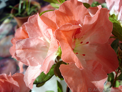 Pink color Azalea -Rhododendron- flower. <i>(Family: Ericaceae, Species: Rhododendron, Azalea)</i> <br>Photo Date: January 2011, Location: Turkey/Istanbul-Mother`s Flowers, By: Artislamic.com