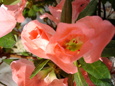 Pink color Azalea -Rhododendron- flower. <i>(Family: Ericaceae, Species: Rhododendron, Azalea)</i> <br>Photo Date: January 2011, Location: Turkey/Istanbul-Mother`s Flowers, By: Artislamic.com