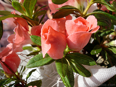 Pink color Azalea -Rhododendron- flower. <i>(Family: Ericaceae, Species: Rhododendron, Azalea)</i> <br>Photo Date: January 2011, Location: Turkey/Istanbul-Mother`s Flowers, By: Artislamic.com