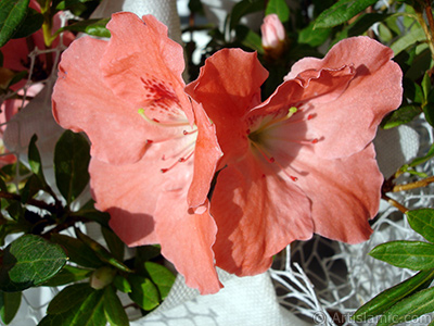 Pink color Azalea -Rhododendron- flower. <i>(Family: Ericaceae, Species: Rhododendron, Azalea)</i> <br>Photo Date: January 2011, Location: Turkey/Istanbul-Mother`s Flowers, By: Artislamic.com