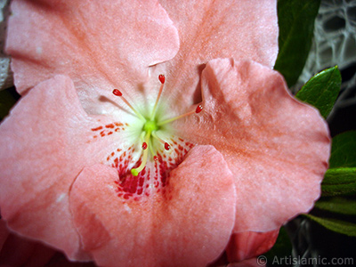 Pink color Azalea -Rhododendron- flower. <i>(Family: Ericaceae, Species: Rhododendron, Azalea)</i> <br>Photo Date: January 2011, Location: Turkey/Istanbul-Mother`s Flowers, By: Artislamic.com