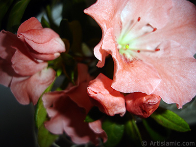 Pink color Azalea -Rhododendron- flower. <i>(Family: Ericaceae, Species: Rhododendron, Azalea)</i> <br>Photo Date: January 2011, Location: Turkey/Istanbul-Mother`s Flowers, By: Artislamic.com