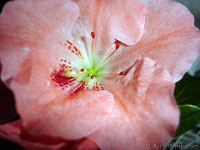 Pembe aelya iei resmi. <i>(Ailesi: Ericaceae, Tr: Rhododendron, Azalea)</i> <br>ekim Tarihi: Ocak 2011, Yer: stanbul-Annemin iekleri, Fotoraf: islamiSanat.net