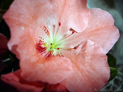 Pembe aelya iei resmi. <i>(Ailesi: Ericaceae, Tr: Rhododendron, Azalea)</i> <br>ekim Tarihi: Ocak 2011, Yer: stanbul-Annemin iekleri, Fotoraf: islamiSanat.net