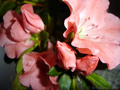 Pink color Azalea -Rhododendron- flower. <i>(Family: Ericaceae, Species: Rhododendron, Azalea)</i> <br>Photo Date: January 2011, Location: Turkey/Istanbul-Mother`s Flowers, By: Artislamic.com