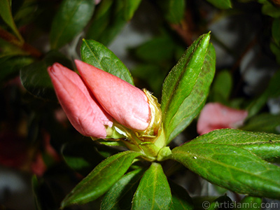 Pembe aelya iei resmi. <i>(Ailesi: Ericaceae, Tr: Rhododendron, Azalea)</i> <br>ekim Tarihi: Ocak 2011, Yer: stanbul-Annemin iekleri, Fotoraf: islamiSanat.net