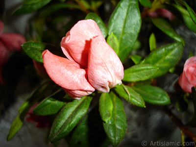 Pembe aelya iei resmi. <i>(Ailesi: Ericaceae, Tr: Rhododendron, Azalea)</i> <br>ekim Tarihi: Ocak 2011, Yer: stanbul-Annemin iekleri, Fotoraf: islamiSanat.net