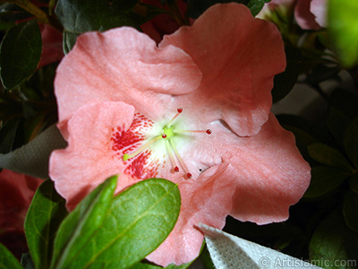 Pink color Azalea -Rhododendron- flower. <i>(Family: Ericaceae, Species: Rhododendron, Azalea)</i> <br>Photo Date: January 2011, Location: Turkey/Istanbul-Mother`s Flowers, By: Artislamic.com