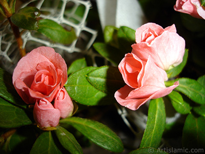 Pembe aelya iei resmi. <i>(Ailesi: Ericaceae, Tr: Rhododendron, Azalea)</i> <br>ekim Tarihi: Ocak 2011, Yer: stanbul-Annemin iekleri, Fotoraf: islamiSanat.net