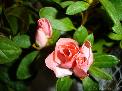 Pink color Azalea -Rhododendron- flower. <i>(Family: Ericaceae, Species: Rhododendron, Azalea)</i> <br>Photo Date: January 2011, Location: Turkey/Istanbul-Mother`s Flowers, By: Artislamic.com