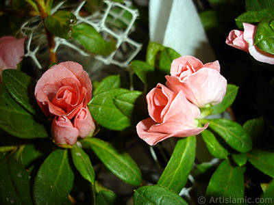 Pembe aelya iei resmi. <i>(Ailesi: Ericaceae, Tr: Rhododendron, Azalea)</i> <br>ekim Tarihi: Ocak 2011, Yer: stanbul-Annemin iekleri, Fotoraf: islamiSanat.net