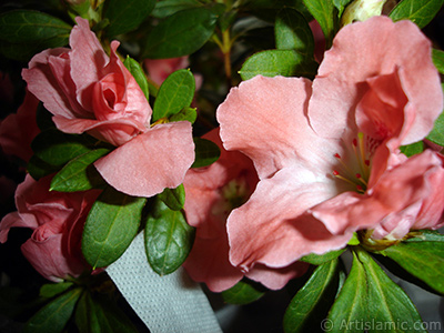 Pembe aelya iei resmi. <i>(Ailesi: Ericaceae, Tr: Rhododendron, Azalea)</i> <br>ekim Tarihi: Ocak 2011, Yer: stanbul-Annemin iekleri, Fotoraf: islamiSanat.net