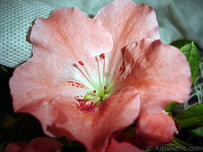 Pink color Azalea -Rhododendron- flower. <i>(Family: Ericaceae, Species: Rhododendron, Azalea)</i> <br>Photo Date: January 2011, Location: Turkey/Istanbul-Mother`s Flowers, By: Artislamic.com