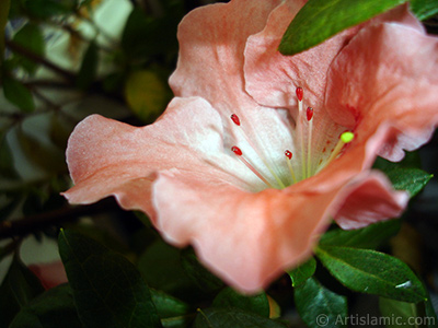 Pink color Azalea -Rhododendron- flower. <i>(Family: Ericaceae, Species: Rhododendron, Azalea)</i> <br>Photo Date: January 2011, Location: Turkey/Istanbul-Mother`s Flowers, By: Artislamic.com