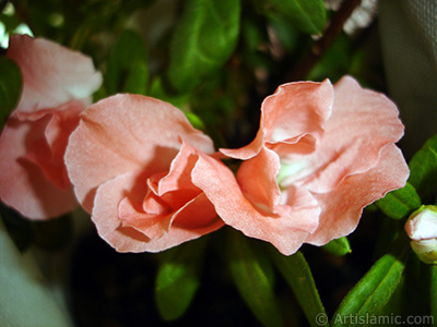 Pink color Azalea -Rhododendron- flower. <i>(Family: Ericaceae, Species: Rhododendron, Azalea)</i> <br>Photo Date: January 2011, Location: Turkey/Istanbul-Mother`s Flowers, By: Artislamic.com