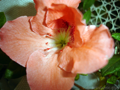 Pink color Azalea -Rhododendron- flower. <i>(Family: Ericaceae, Species: Rhododendron, Azalea)</i> <br>Photo Date: January 2011, Location: Turkey/Istanbul-Mother`s Flowers, By: Artislamic.com