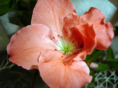 Pink color Azalea -Rhododendron- flower. <i>(Family: Ericaceae, Species: Rhododendron, Azalea)</i> <br>Photo Date: January 2011, Location: Turkey/Istanbul-Mother`s Flowers, By: Artislamic.com