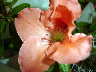 Pembe aelya iei resmi. <i>(Ailesi: Ericaceae, Tr: Rhododendron, Azalea)</i> <br>ekim Tarihi: Ocak 2011, Yer: stanbul-Annemin iekleri, Fotoraf: islamiSanat.net