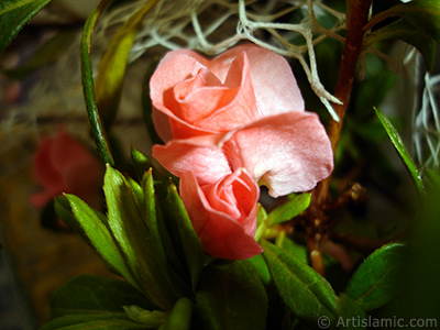 Pembe aelya iei resmi. <i>(Ailesi: Ericaceae, Tr: Rhododendron, Azalea)</i> <br>ekim Tarihi: Ocak 2011, Yer: stanbul-Annemin iekleri, Fotoraf: islamiSanat.net