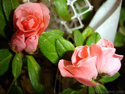 Pink color Azalea -Rhododendron- flower. <i>(Family: Ericaceae, Species: Rhododendron, Azalea)</i> <br>Photo Date: January 2011, Location: Turkey/Istanbul-Mother`s Flowers, By: Artislamic.com