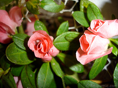 Pink color Azalea -Rhododendron- flower. <i>(Family: Ericaceae, Species: Rhododendron, Azalea)</i> <br>Photo Date: January 2011, Location: Turkey/Istanbul-Mother`s Flowers, By: Artislamic.com