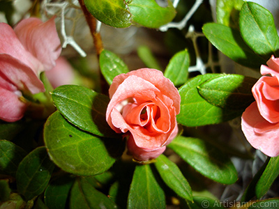 Pembe aelya iei resmi. <i>(Ailesi: Ericaceae, Tr: Rhododendron, Azalea)</i> <br>ekim Tarihi: Ocak 2011, Yer: stanbul-Annemin iekleri, Fotoraf: islamiSanat.net