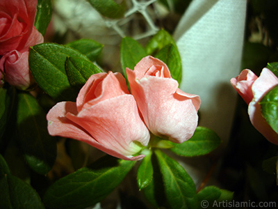 Pembe aelya iei resmi. <i>(Ailesi: Ericaceae, Tr: Rhododendron, Azalea)</i> <br>ekim Tarihi: Ocak 2011, Yer: stanbul-Annemin iekleri, Fotoraf: islamiSanat.net