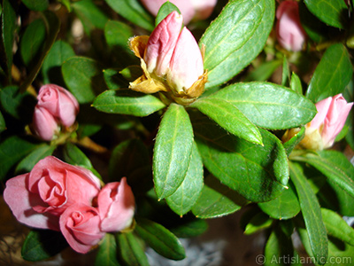 Pembe aelya iei resmi. <i>(Ailesi: Ericaceae, Tr: Rhododendron, Azalea)</i> <br>ekim Tarihi: Ocak 2011, Yer: stanbul-Annemin iekleri, Fotoraf: islamiSanat.net