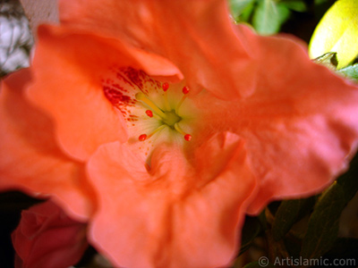 Pembe aelya iei resmi. <i>(Ailesi: Ericaceae, Tr: Rhododendron, Azalea)</i> <br>ekim Tarihi: Ocak 2011, Yer: stanbul-Annemin iekleri, Fotoraf: islamiSanat.net