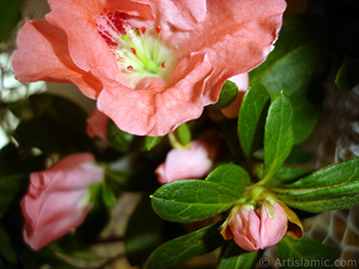 Pink color Azalea -Rhododendron- flower. <i>(Family: Ericaceae, Species: Rhododendron, Azalea)</i> <br>Photo Date: January 2011, Location: Turkey/Istanbul-Mother`s Flowers, By: Artislamic.com