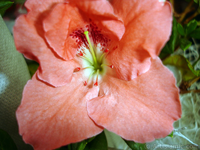 Pink color Azalea -Rhododendron- flower. <i>(Family: Ericaceae, Species: Rhododendron, Azalea)</i> <br>Photo Date: January 2011, Location: Turkey/Istanbul-Mother`s Flowers, By: Artislamic.com