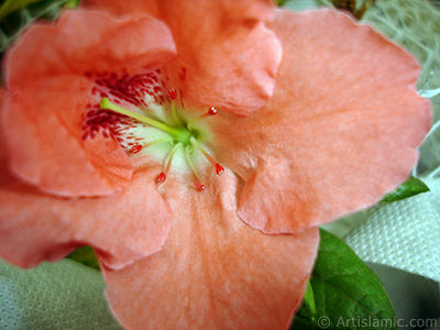 Pink color Azalea -Rhododendron- flower. <i>(Family: Ericaceae, Species: Rhododendron, Azalea)</i> <br>Photo Date: January 2011, Location: Turkey/Istanbul-Mother`s Flowers, By: Artislamic.com