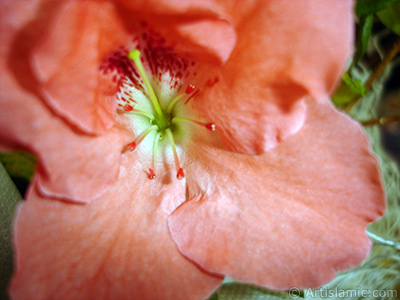 Pembe aelya iei resmi. <i>(Ailesi: Ericaceae, Tr: Rhododendron, Azalea)</i> <br>ekim Tarihi: Ocak 2011, Yer: stanbul-Annemin iekleri, Fotoraf: islamiSanat.net