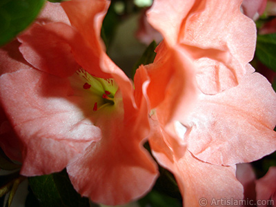 Pink color Azalea -Rhododendron- flower. <i>(Family: Ericaceae, Species: Rhododendron, Azalea)</i> <br>Photo Date: January 2011, Location: Turkey/Istanbul-Mother`s Flowers, By: Artislamic.com