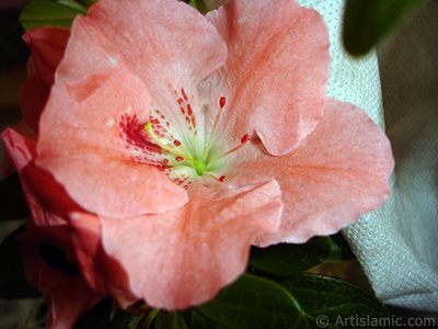 Pink color Azalea -Rhododendron- flower. <i>(Family: Ericaceae, Species: Rhododendron, Azalea)</i> <br>Photo Date: January 2011, Location: Turkey/Istanbul-Mother`s Flowers, By: Artislamic.com