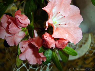 Pembe aelya iei resmi. <i>(Ailesi: Ericaceae, Tr: Rhododendron, Azalea)</i> <br>ekim Tarihi: Ocak 2011, Yer: stanbul-Annemin iekleri, Fotoraf: islamiSanat.net