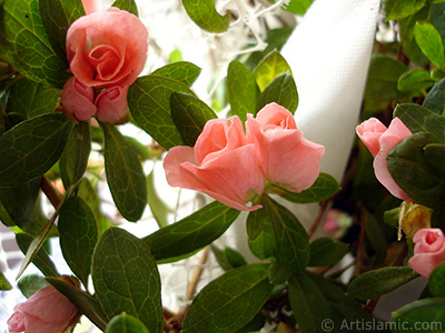 Pembe aelya iei resmi. <i>(Ailesi: Ericaceae, Tr: Rhododendron, Azalea)</i> <br>ekim Tarihi: Ocak 2011, Yer: stanbul-Annemin iekleri, Fotoraf: islamiSanat.net