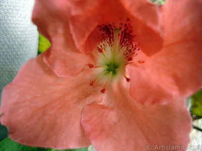 Pembe aelya iei resmi. <i>(Ailesi: Ericaceae, Tr: Rhododendron, Azalea)</i> <br>ekim Tarihi: Ocak 2011, Yer: stanbul-Annemin iekleri, Fotoraf: islamiSanat.net