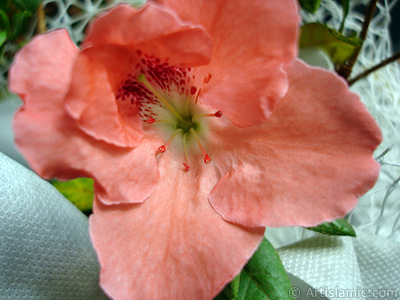 Pink color Azalea -Rhododendron- flower. <i>(Family: Ericaceae, Species: Rhododendron, Azalea)</i> <br>Photo Date: January 2011, Location: Turkey/Istanbul-Mother`s Flowers, By: Artislamic.com