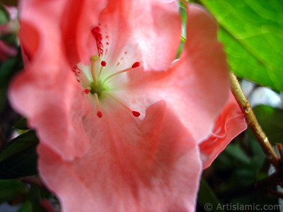 Pembe aelya iei resmi. <i>(Ailesi: Ericaceae, Tr: Rhododendron, Azalea)</i> <br>ekim Tarihi: Ocak 2011, Yer: stanbul-Annemin iekleri, Fotoraf: islamiSanat.net